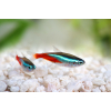 Neon innesa